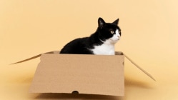 हद्दच झाली राव! पार्सल परत करण्याच्या नादात चुकून मांजरीलाच बॉक्समध्ये केले पॅक, ६ दिवस अन्न-पाण्याशिवाय….