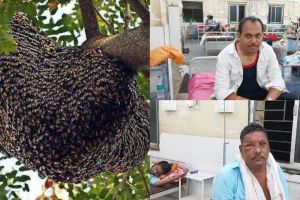 Honey bees attack people while wedding evening due to high volume sound