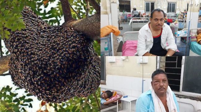 Honey bees attack people while wedding evening due to high volume sound
