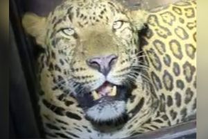 Finally forest department succeeded in imprisoning the leopard in Vasai Fort after 25 days
