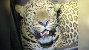 Finally forest department succeeded in imprisoning the leopard in Vasai Fort after 25 days