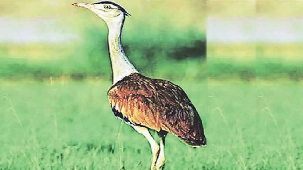 Maldhok birds