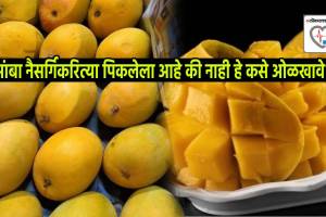 How To Identify Mangoes Without Adulteration Five Signs