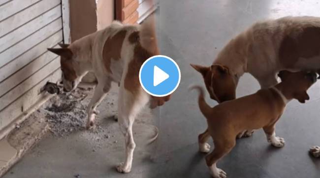 Mother Dog Rescue Her Puppy Who Stuck Inside Shop Animal Video Viral