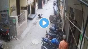 Shocking video 9 year old girl going to school was attacked by a pitbull dog