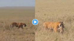 वाघाची हुशारी पाहून तुम्हीही व्हाल चकित, हरणाच्या पिल्लाला झटक्यात काढलं शोधून; पाहा VIDEO