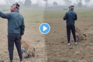 Farmer Caught A Leopard In The Field And Started Taking A Selfie Video