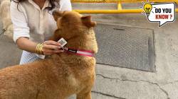कुत्र्याच्या नावाचे आधार कार्ड! दिल्लीत १०० कुत्र्यांना मिळाले आधार कार्ड; जाणून घ्या कसा होणार फायदा?