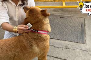 What are 'QR-based dog Aadhar Cards' that 100 dogs received in Delhi?