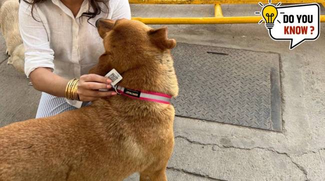 What are 'QR-based dog Aadhar Cards' that 100 dogs received in Delhi?