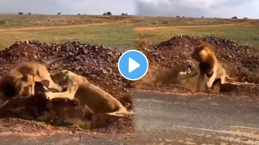 lion and lioness clash 9 seconds breathtaking video