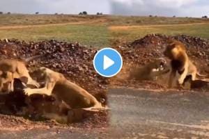 lion and lioness clash 9 seconds breathtaking video