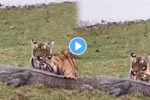 Tigress hunt crocodile with her cubs in rajasthan