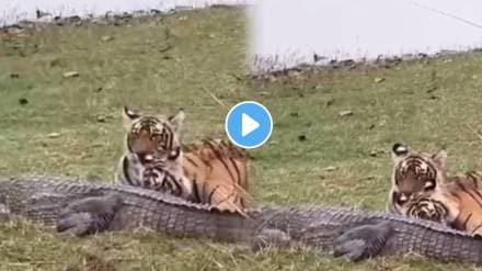 Tigress hunt crocodile with her cubs in rajasthan