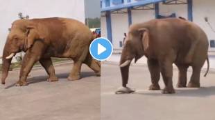 video captured unexpected sight of an elephant Visite foodgrain godown storage and extracting rice using trunk