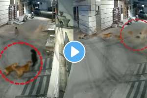 stray dogs at least five dog attack on kid cctv footage video viral on social media