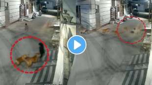stray dogs at least five dog attack on kid cctv footage video viral on social media
