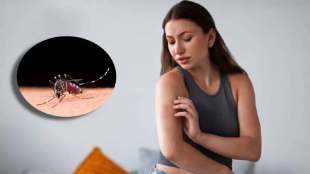 5 home remedies to get rid from mosquitoes how to get rid from mosquito home