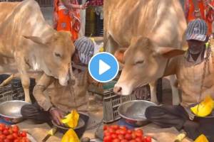 cow cuddling Seller Then Vendore feeding the some vegetables To Her Video Winning Hearts Online
