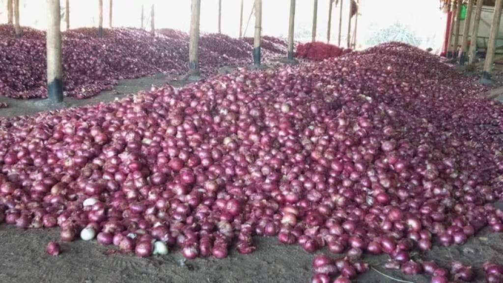 onion, Nashik, onion auction,