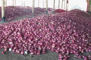 onion, Nashik, onion auction,