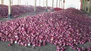 onion, Nashik, onion auction,
