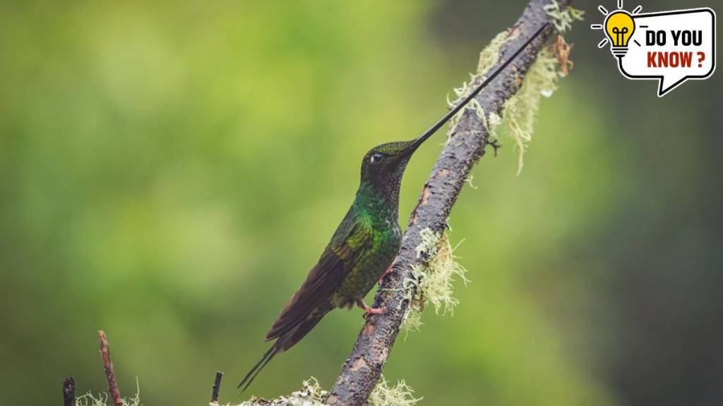 Do you know Swordbilled hummingbird The title bird with the longest beak in the world read about this everything