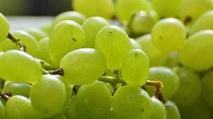 Nashik, Fraud with grape producers,