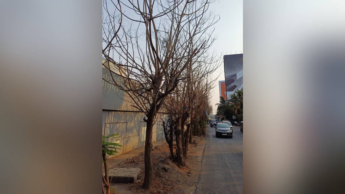 trees, Eastern Expressway,
