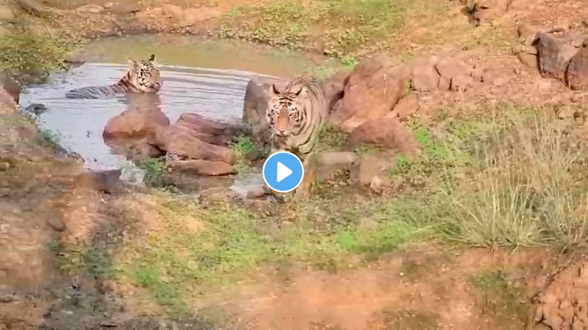 water bodies, Tadoba,