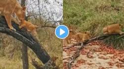 जेव्हा आई पिल्लांना प्रशिक्षण देते; सिंहीण चढली झाडावर अन्… पाहा हृदयस्पर्शी VIDEO