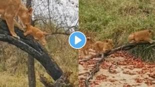 Viral Video Lioness teaching her four cubs to climb a tree one brave cub makes it to the top watch ones