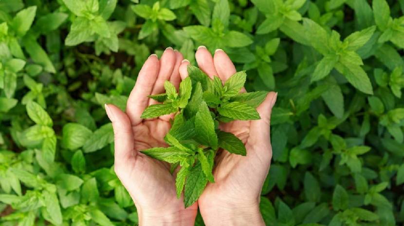 Beat The Heat Superb Cooling This Four Foods to Beat Stomach Heat In Summer Must Read