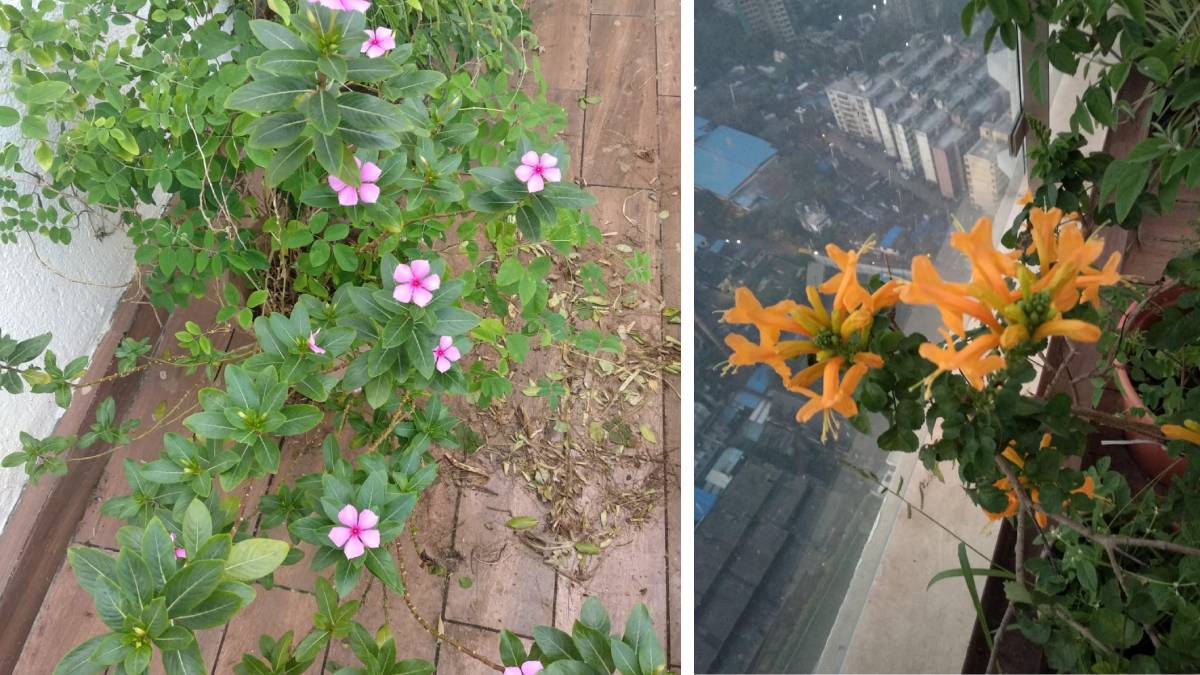 flowers, plant flowers,