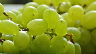 grape, grape export, America, Europe,