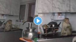 माकडाने स्वयंपाकघराच्या ओट्यावर मांडलं ठाण; पाण्याच्या शोधात मानवी वस्तीकडे धाव, पाहा VIDEO