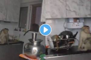 viral video monkey trying to drink water from purifier on a kitchen counter seeking relief from its thirst
