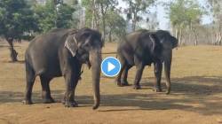 VIDEO: ही दोस्ती तुटायची न्हाय! भेटा ५५ वर्षांपासून एकाच कॅम्पमध्ये राहणाऱ्या हत्ती मित्रांना; IAS अधिकाऱ्यांनी सांगितली गोष्ट
