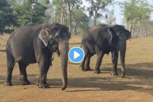 two elephants who have been best friends for 55 years Bhama and Kamatchi IAS officer share Video and story