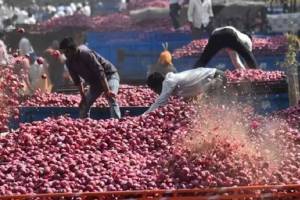 Onion Export farmers