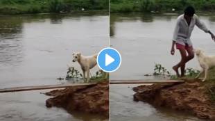 viral video stray dog hesitating to cross a risky wooden plank man helping it cross a bridge is unmissable