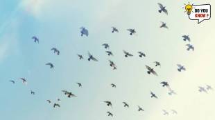 How do birds flocks fly so close together and not hit each other when flying Here is the reason