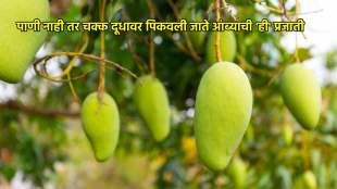 patna dudhiya maldah mango grown with milk not water and 33 nations demand check details
