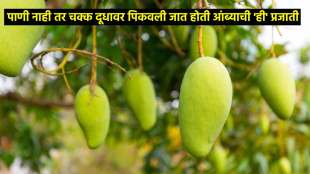 patna dudhiya maldah mango grown with milk not water and 33 nations demand check details