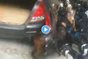 Over 30 goats and sheep crammed into car