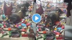 कपड्यांच्या दुकानात दोन बैलांचा राडा; अख्ख दुकान केलं रिकामं; VIDEO पाहून डोळ्यांवर विश्वास बसणार नाही