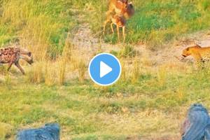 Leopard Crocodiles And Hyenas Fight For Deer Watch Who Will Win At Last Animal Video