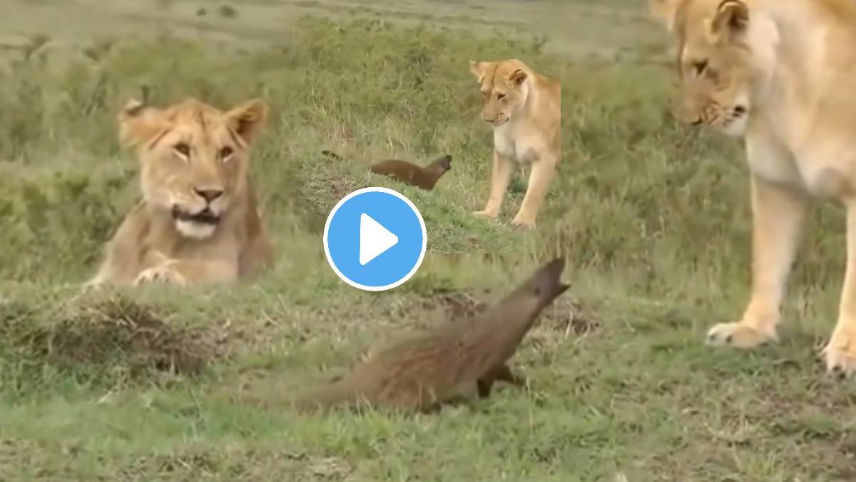 Mongoose attack on lions animal fight wildlife video viral