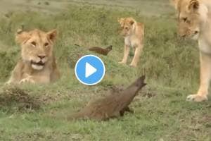 Mongoose attack on lions animal fight wildlife video viral