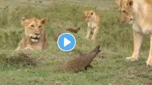 Mongoose attack on lions animal fight wildlife video viral